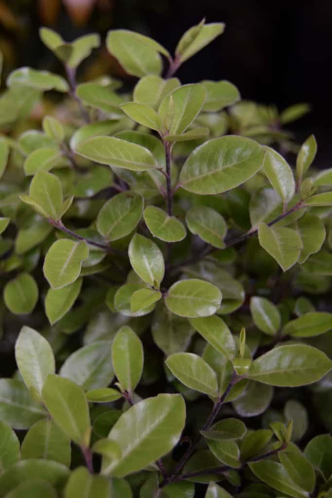 Pittosporum tenuifolium 'Pompom' 15-20 cm